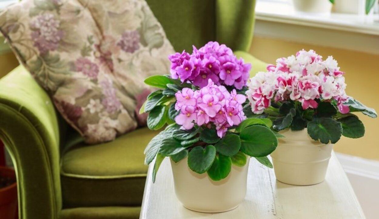 Una buena opción para decorar una habitación son las flores y plantas