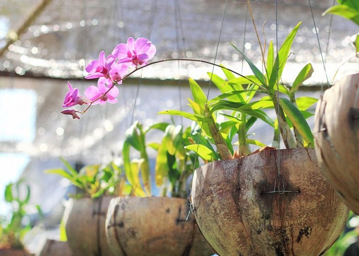 Tener plantas en casa es una idea maravillosa a la hora de darle un toque natural a la misma