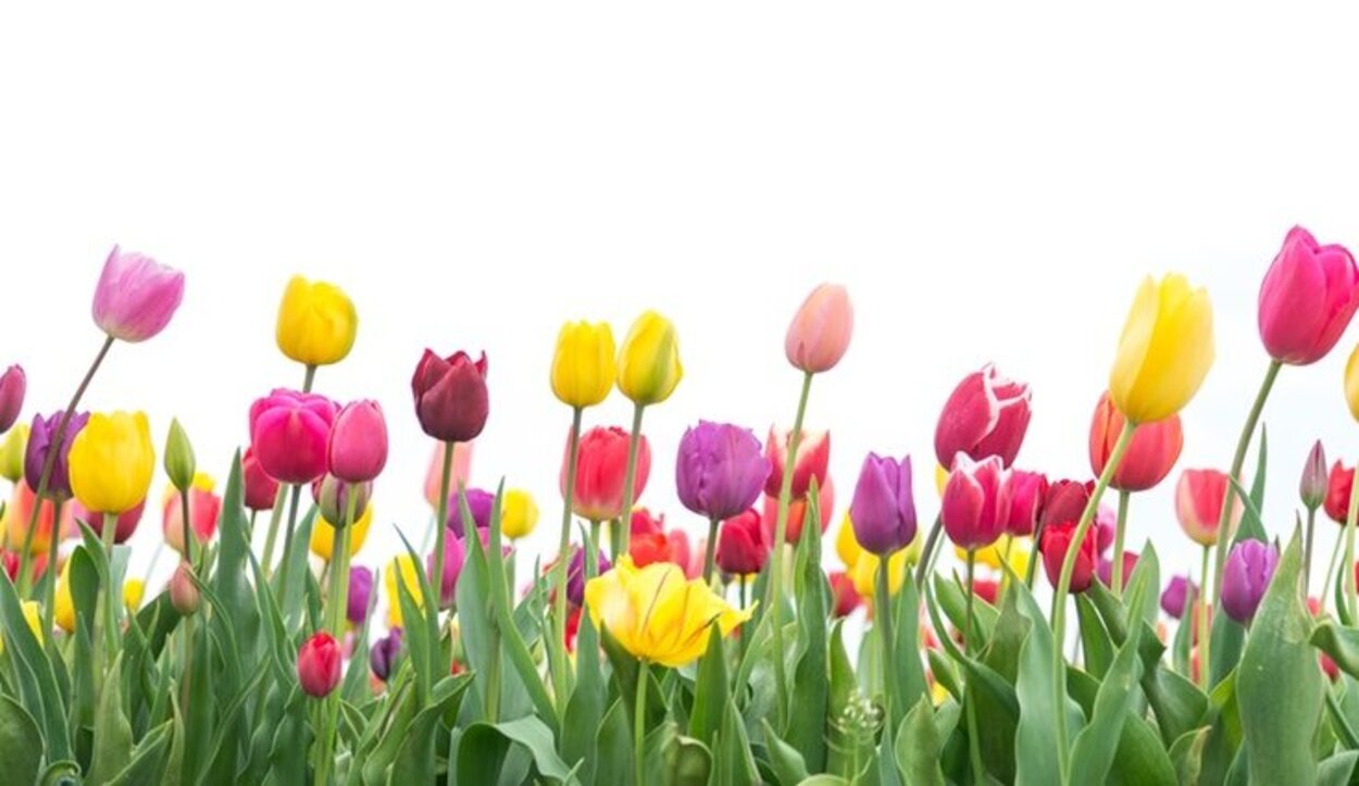 Los tulipanes son muy comunes en los hogares españoles