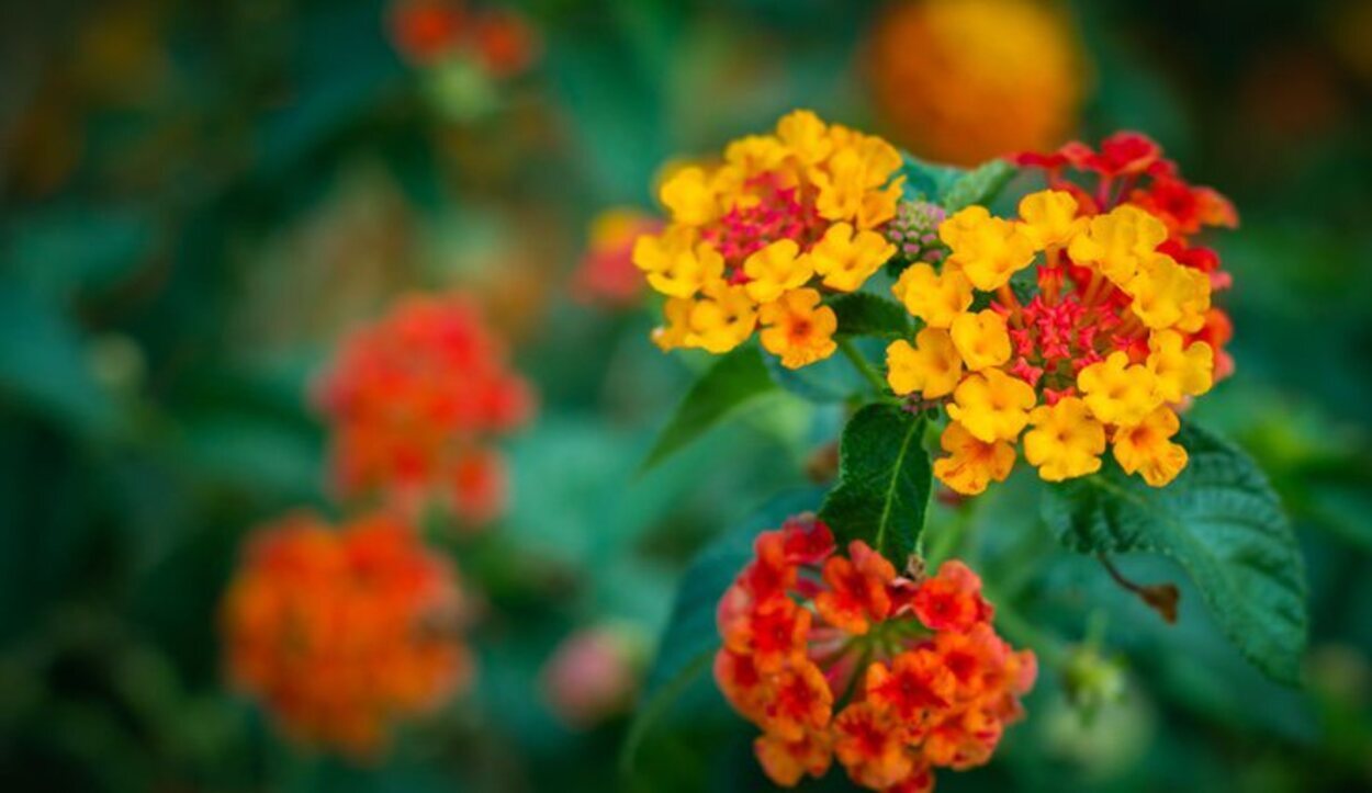 La verbena tiene unas flores muy abundantes y con una variedad de colores inmensa