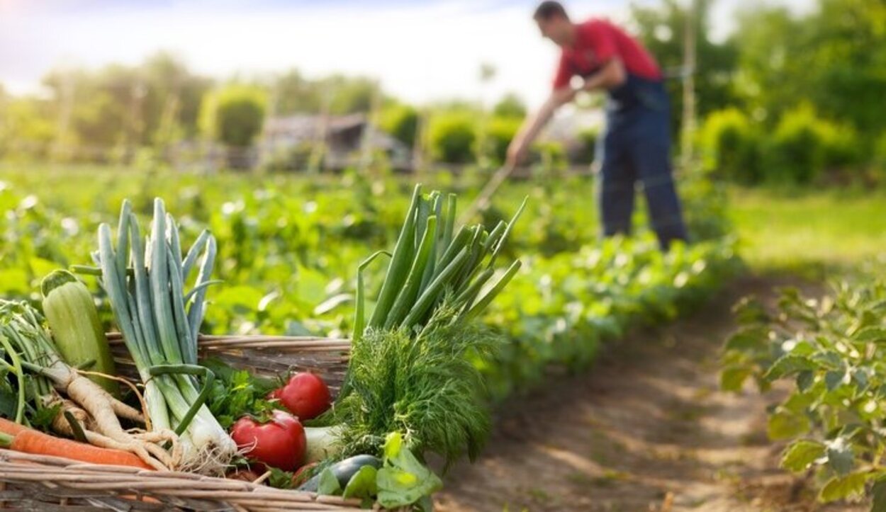 Puedes sembrar tus alimentos en el huerto urbano más cerca de tu casa
