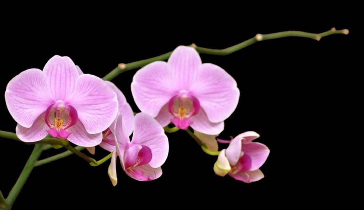 Las orquídeas, por lo general, requieren mucho sol
