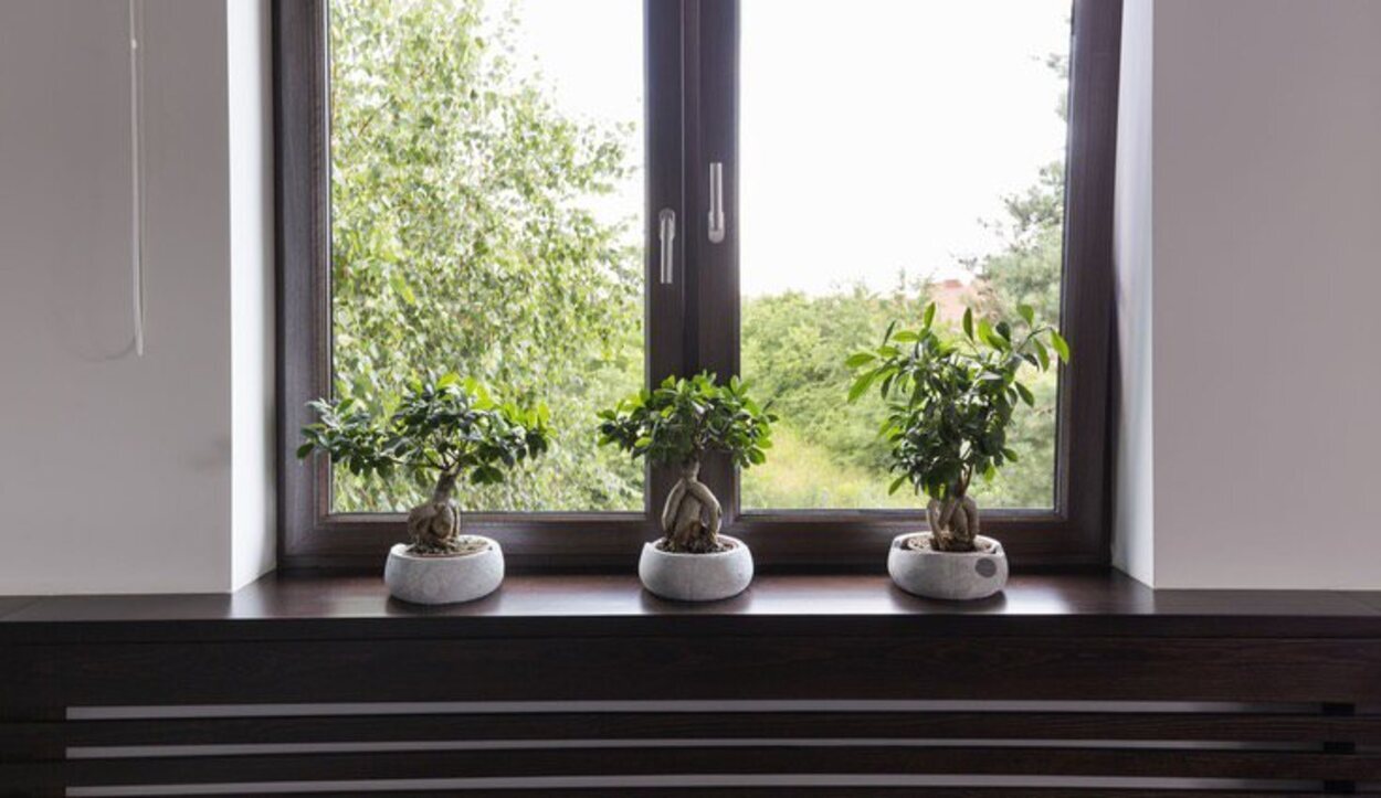 Coloca tu planta cerca de una ventana o balcón