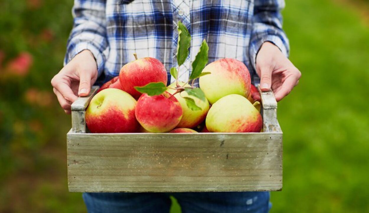 Las frutas comercializadas en supermercados suelen contener pesticidas, fertilizantes y conservantes, perjudiciales para la salud