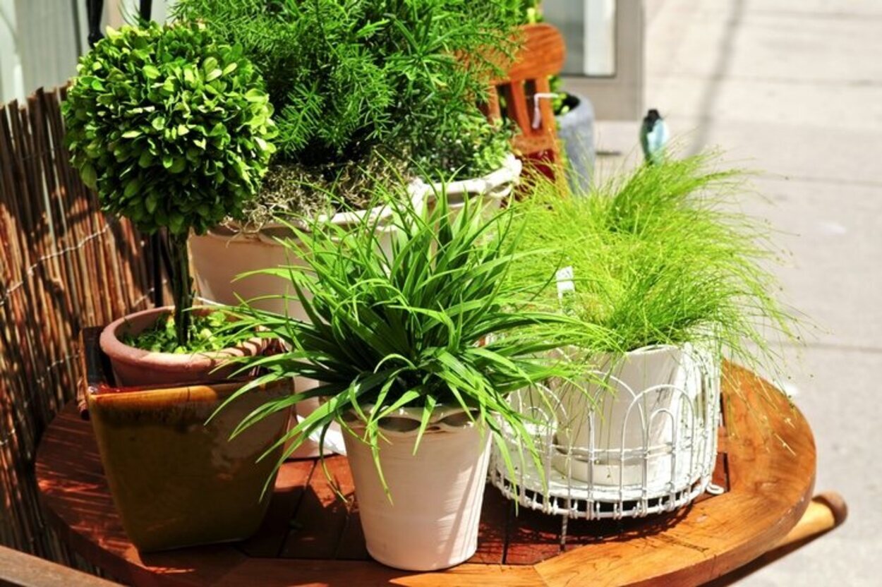Traslada la naturaleza a tu casa con bonitas plantas