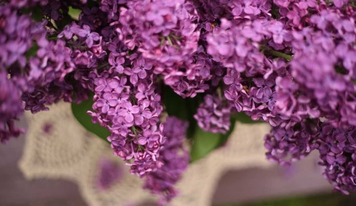 El aroma de las lilas es muy intenso y fácilmente reconocible