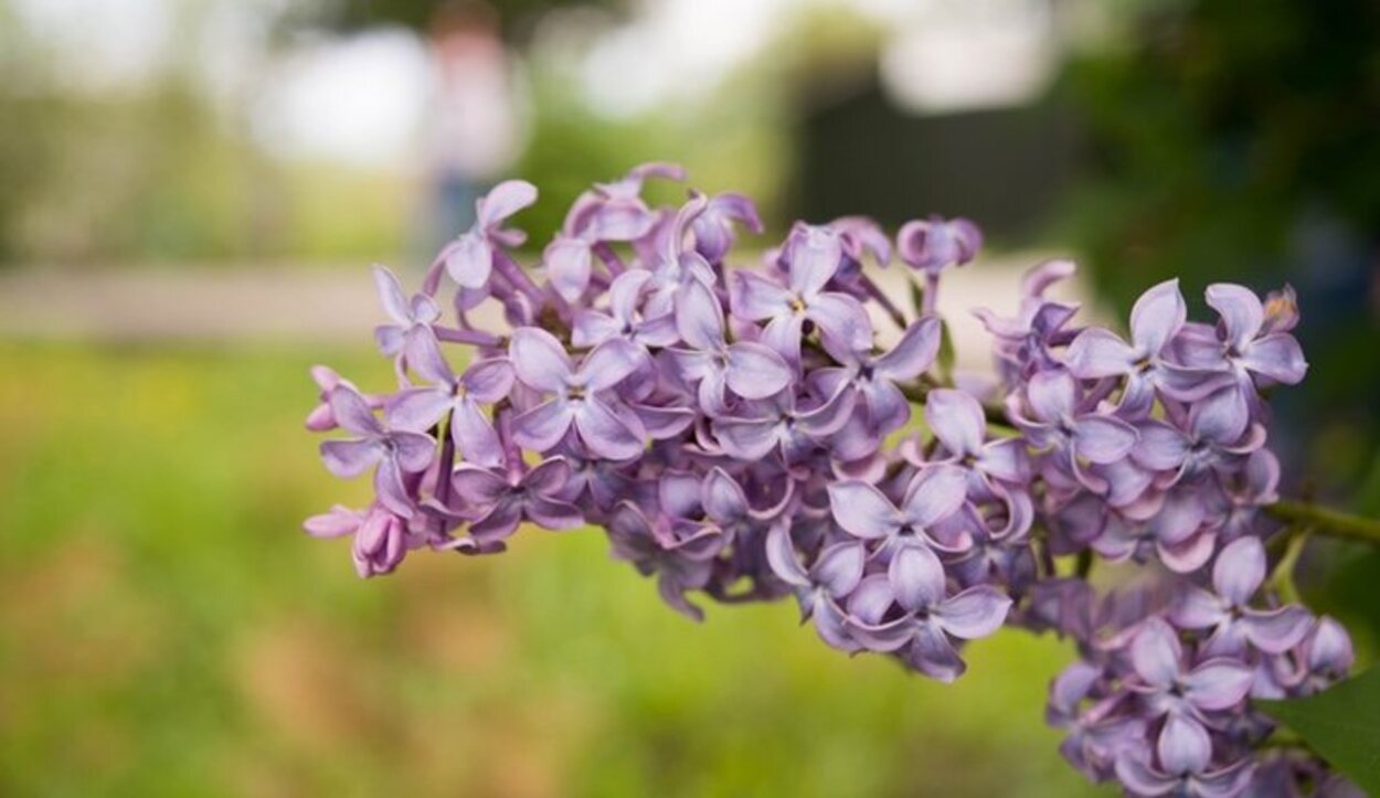 Las propiedades medicinales de las lilas son muy variadas, por ejemplo, se pueden utilizar en infusión