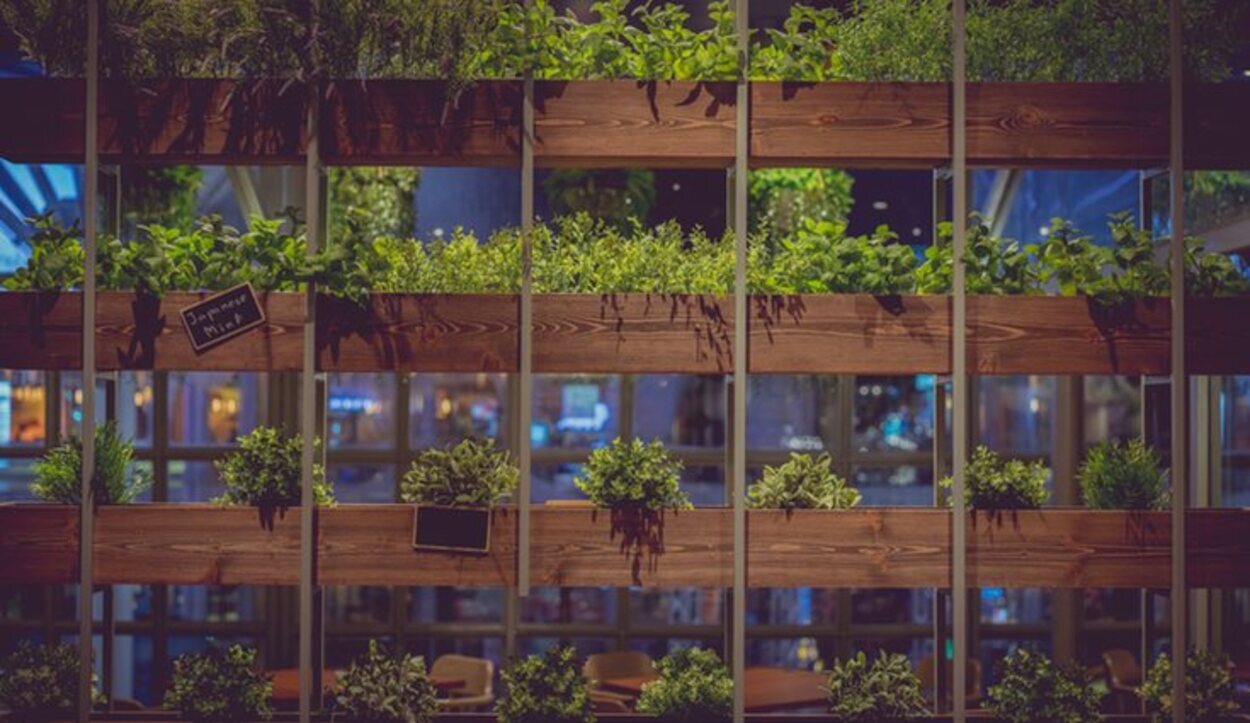 Los jardines verticales son una forma distinta de decorar con plantas