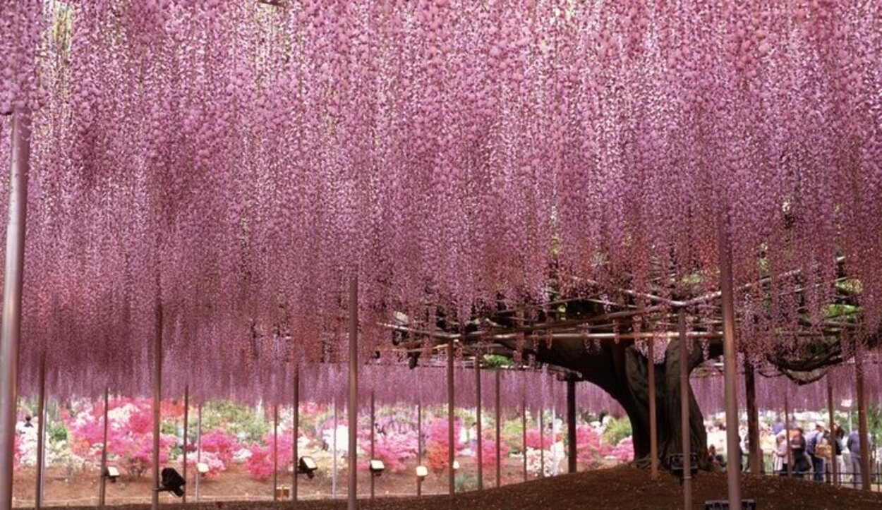 La wisteria, una de las plantas más famosas y más usadas