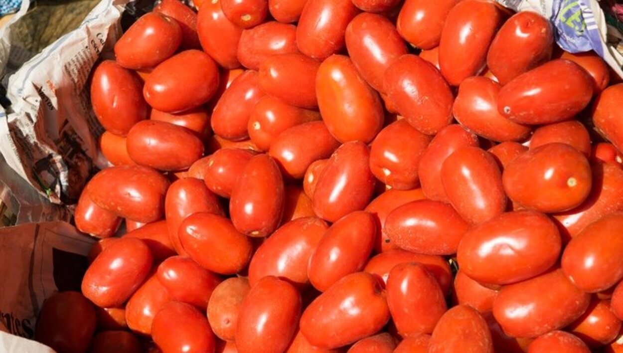 Envolver los tomates en papel de periódico acelera su maduración
