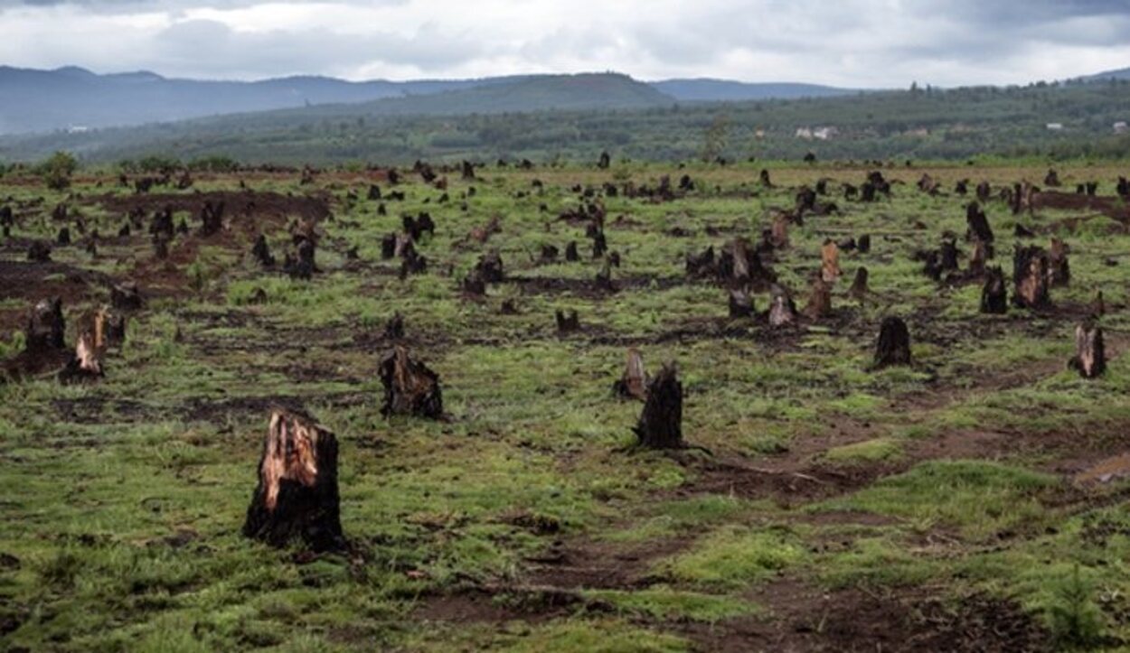 La deforestación genera impactos sociales de forma directa