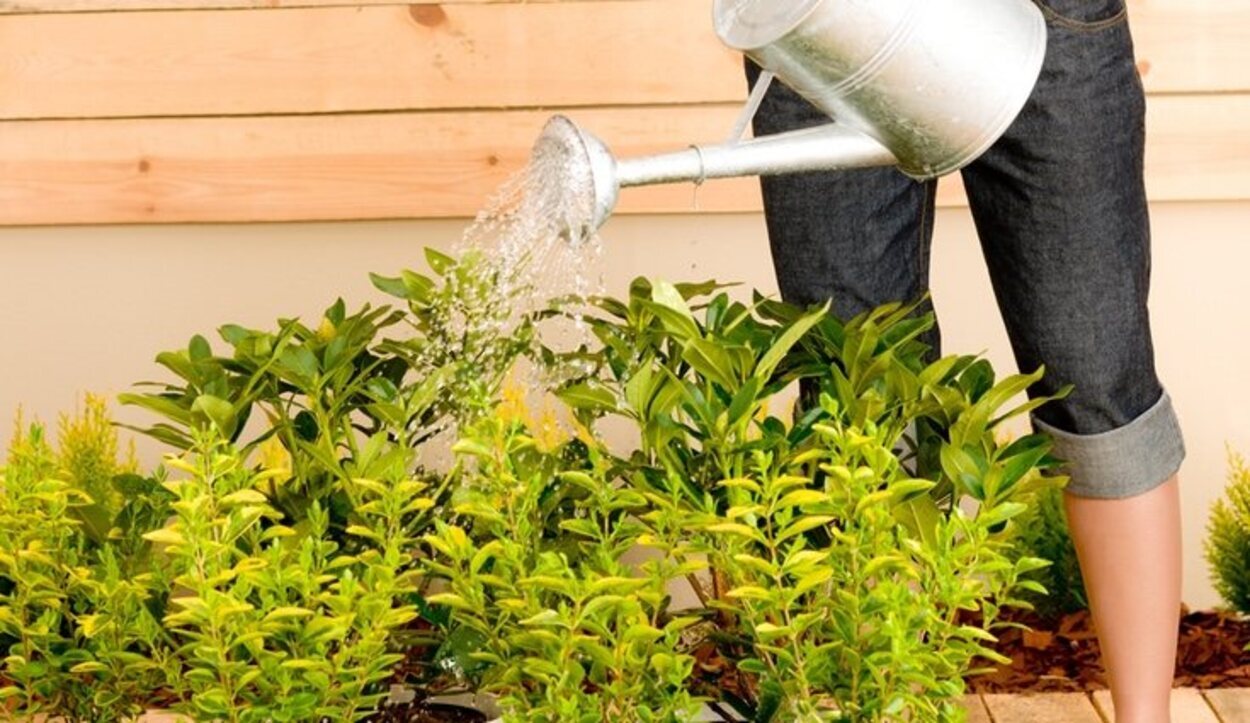Aprovecha tu ingenio para regar tus plantas cuando estés fuera