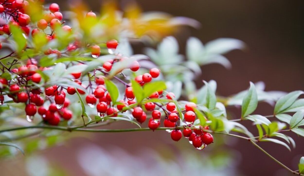 La nandina es una de las plantas de Navidad menos conocida pero, sin duda, una de las más bellas