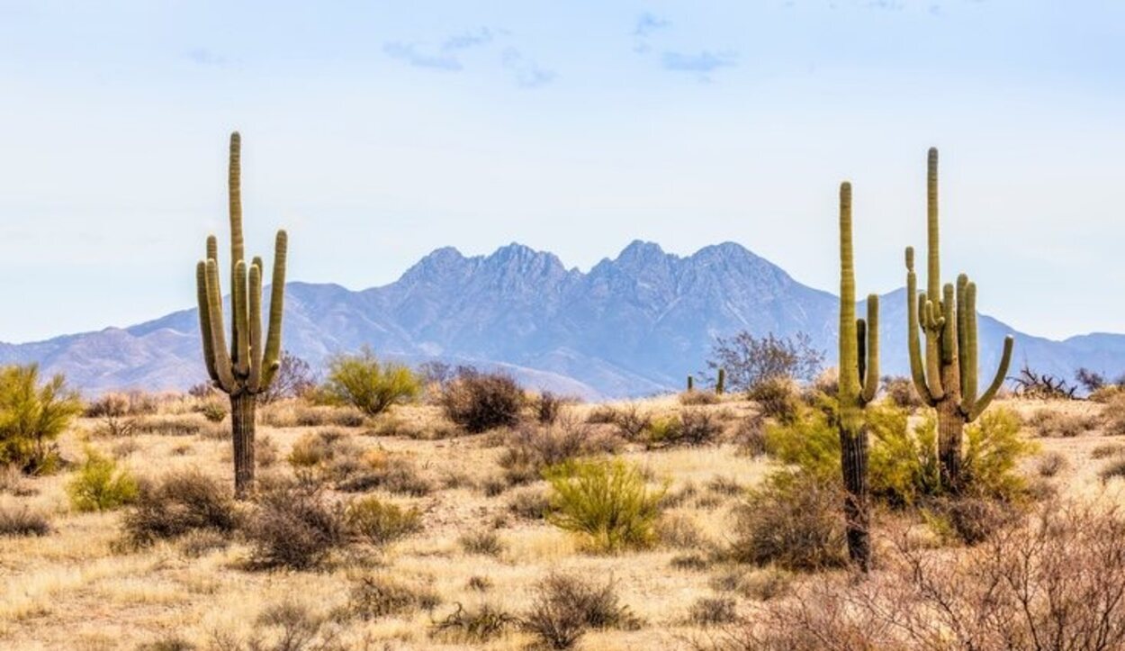Los cactus también necesitan de cuidados especiales pese a poder vivir en el desierto