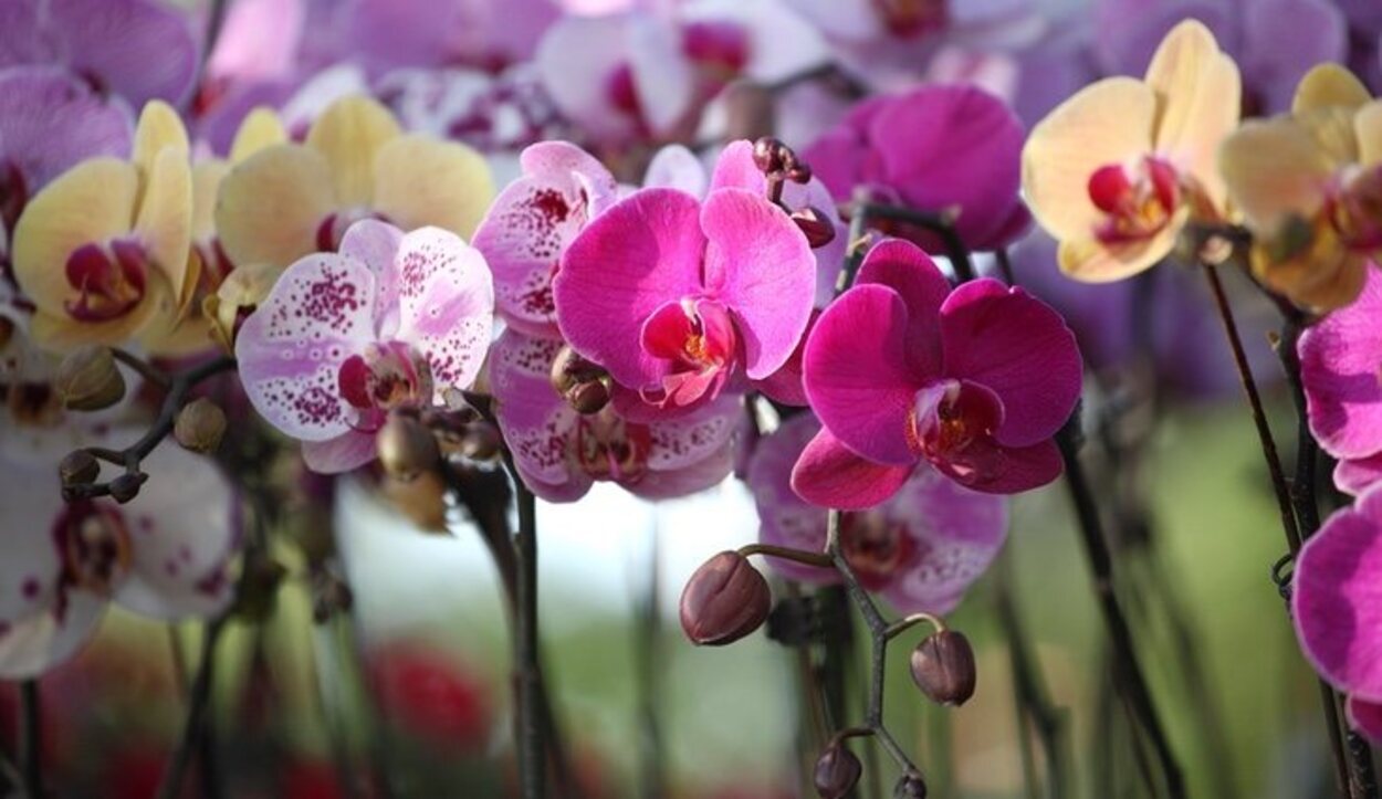 La orquídea es una flor exótica