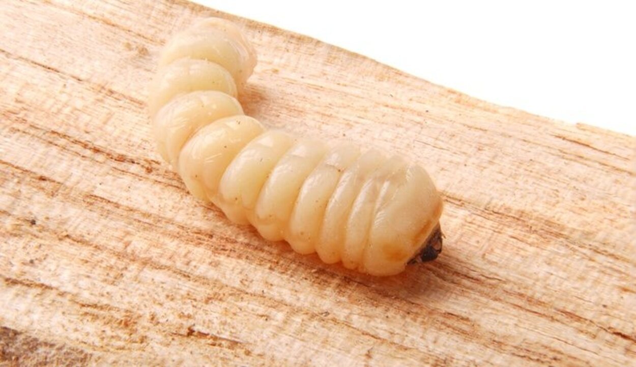 Larva que se come la madera y produce carcoma
