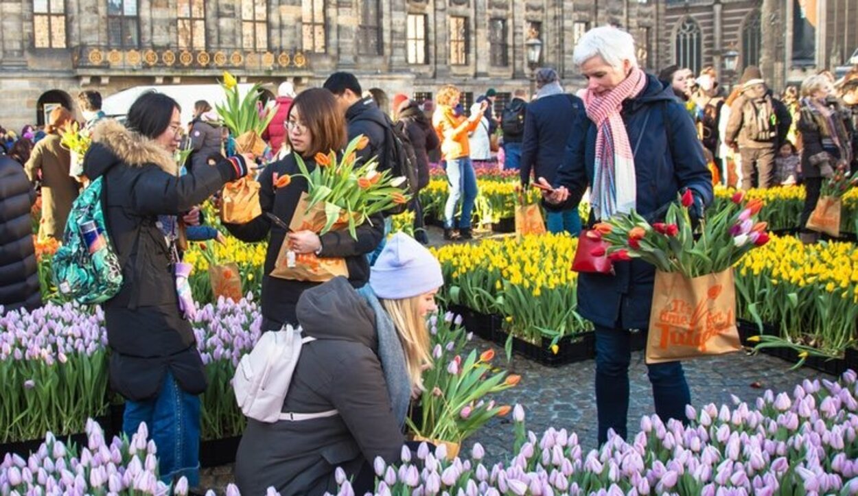 El Tulipán es símbolo de los Países Bajos