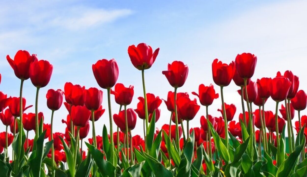 Los tulipantes rojos reflejan la pasión y el amor