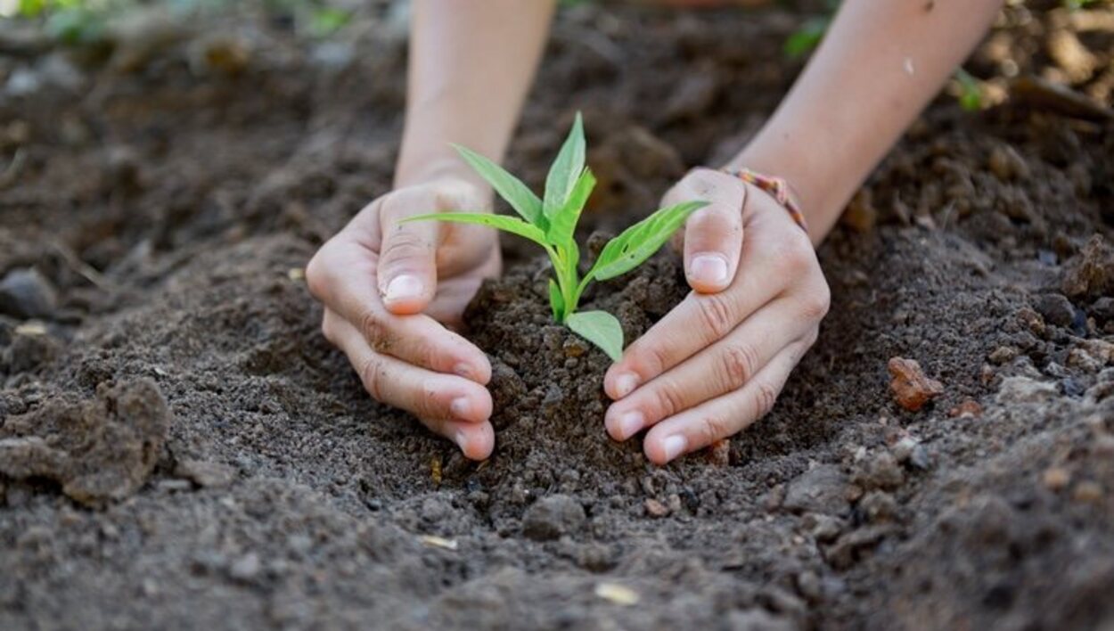 Para crecer, el pimiento necesita un suelo fértil y condiciones óptimas de temperatura y humedad 