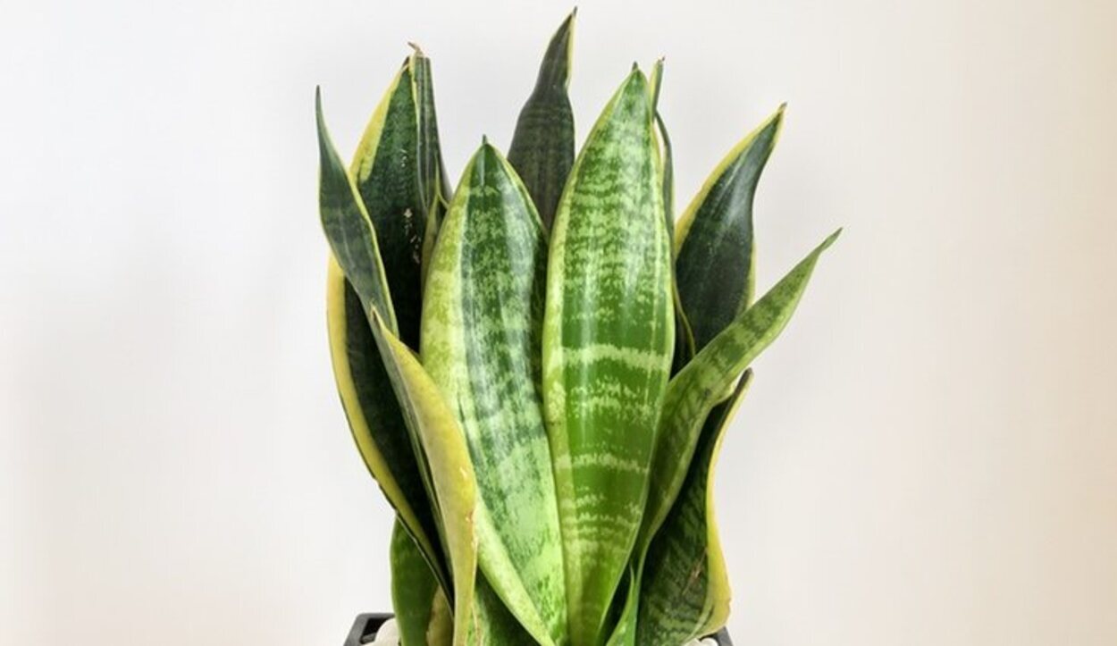 La planta sanseviera se caracteriza por unas hojas muy peculiares