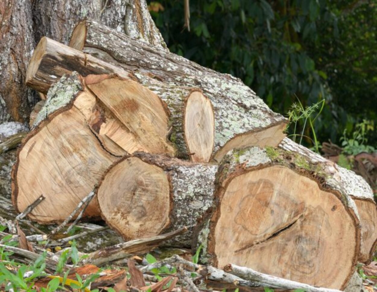 Apilación de troncos de árboles recién talados 