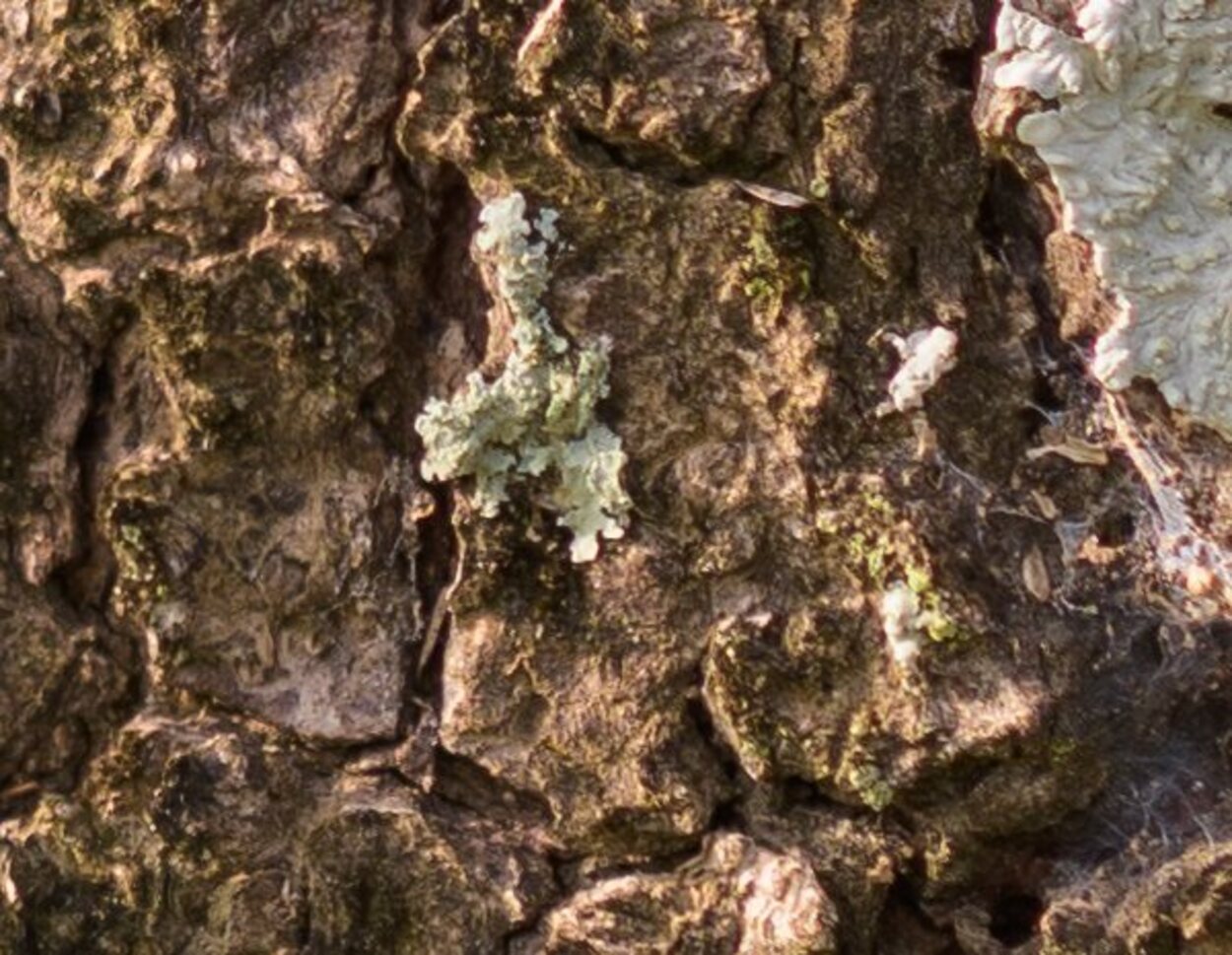 Textura de la corteza externa de un árbol