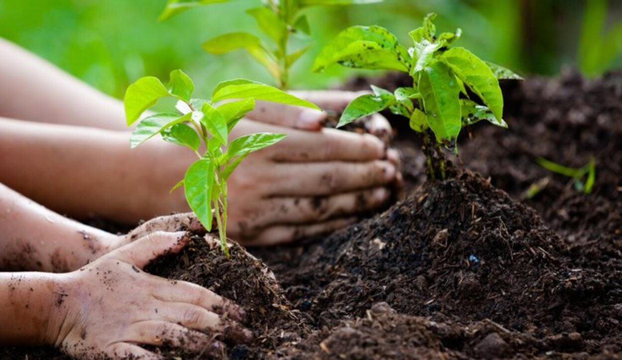 El compost orgánico favorece el crecimiento y desarrollo de las plantas