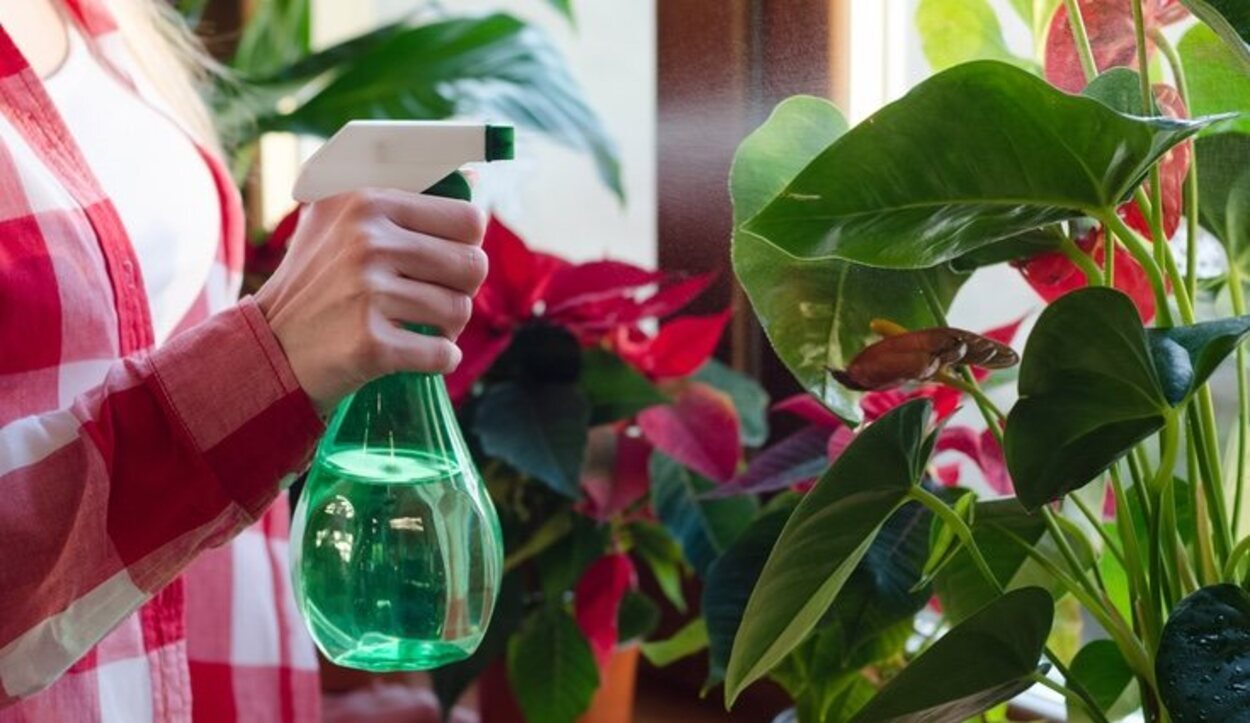La mejor forma de limpiar una planta es simplemente con agua