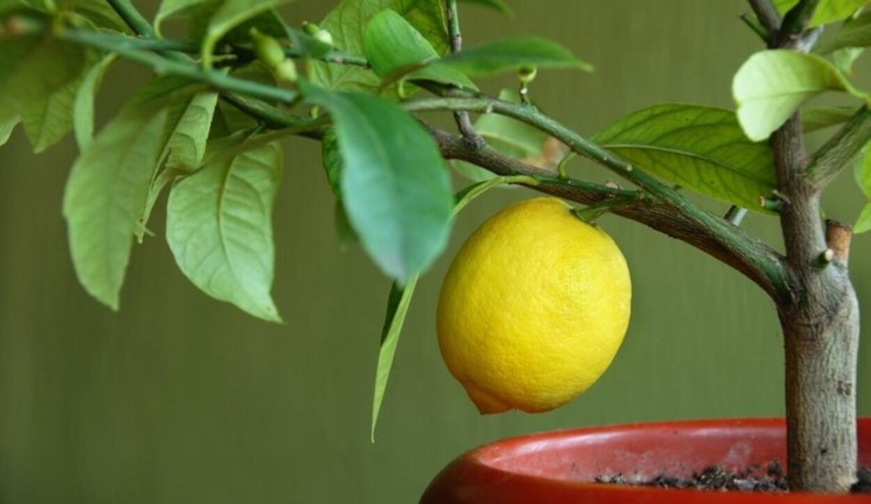 El limonero no necesita estar plantado directamente en el suelo para dar frutos