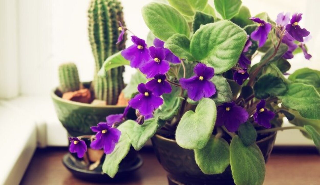 Las flores de la violeta africana pueden florecer durante todo el año
