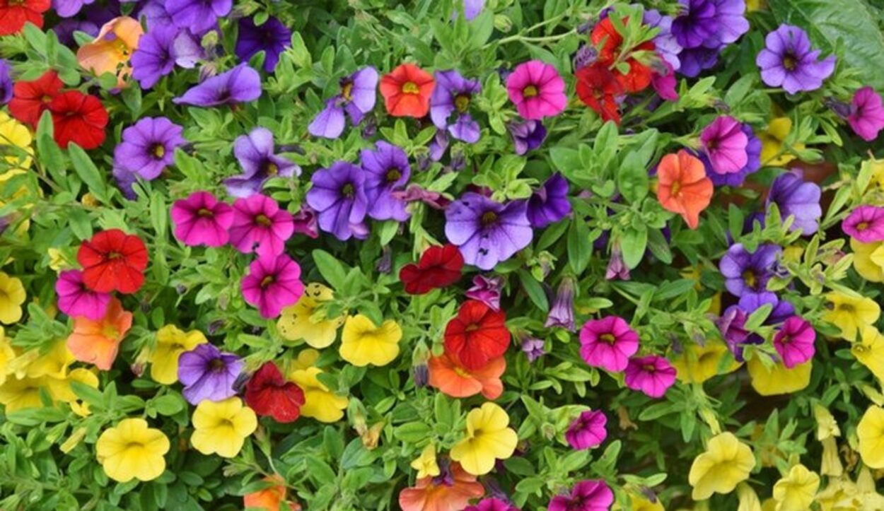 Las petunias son de muchos colores y darán un toque alegre a tu terraza o balcón