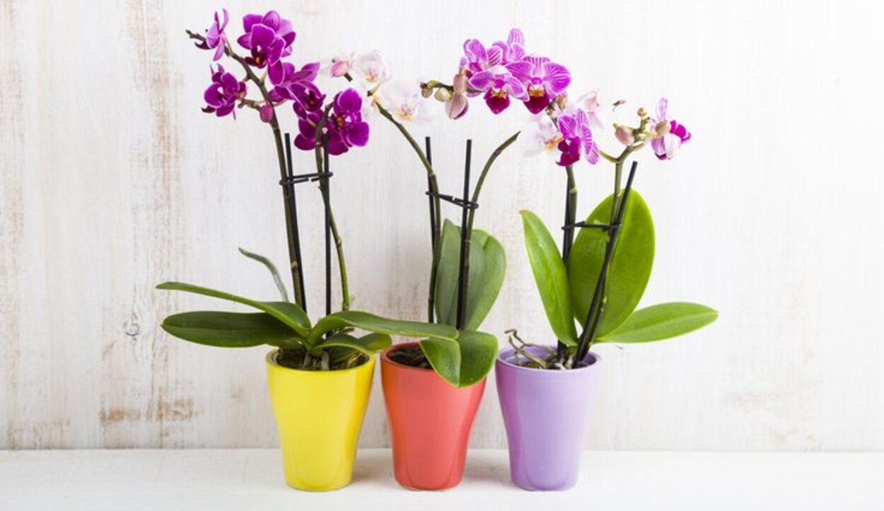 La orquídea necesita mucha agua y luz