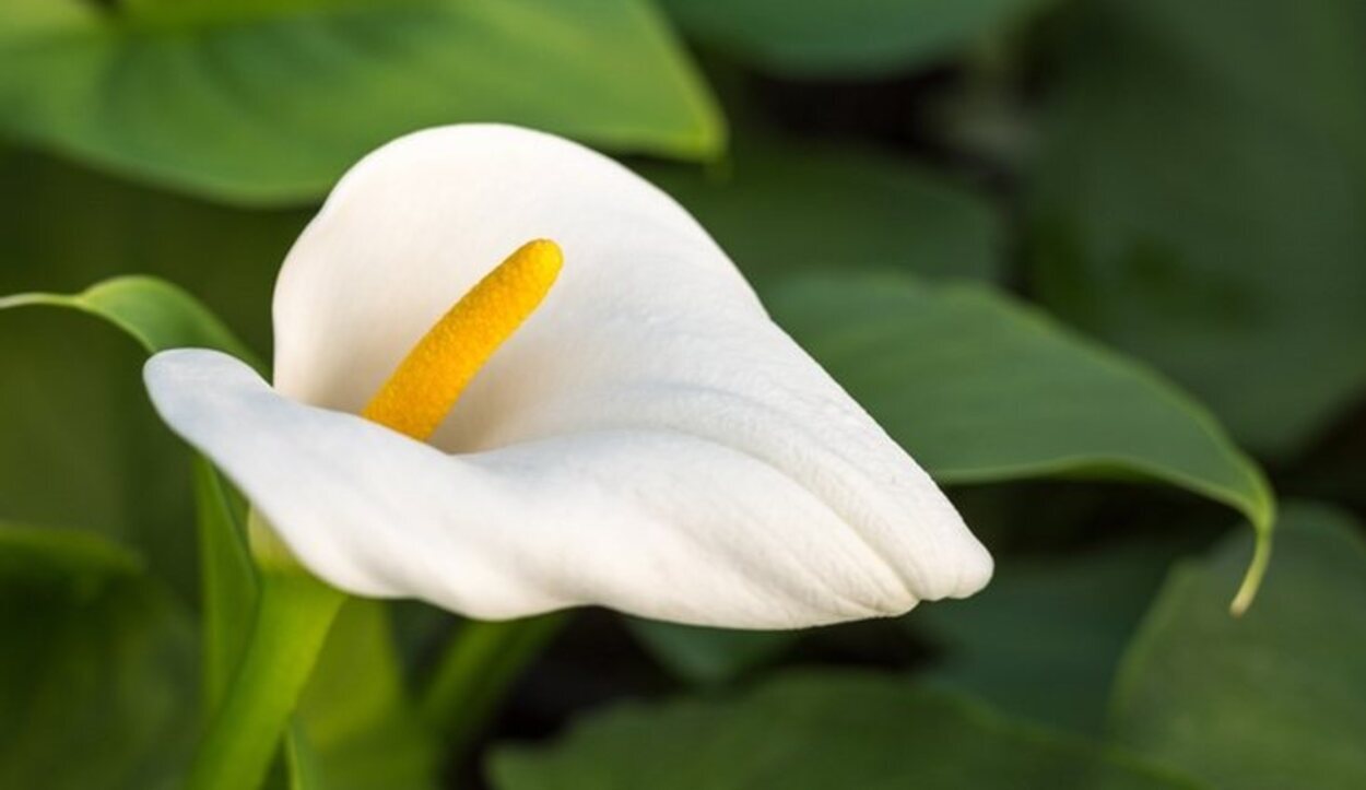 La flor de la cala tiene forma de embudo