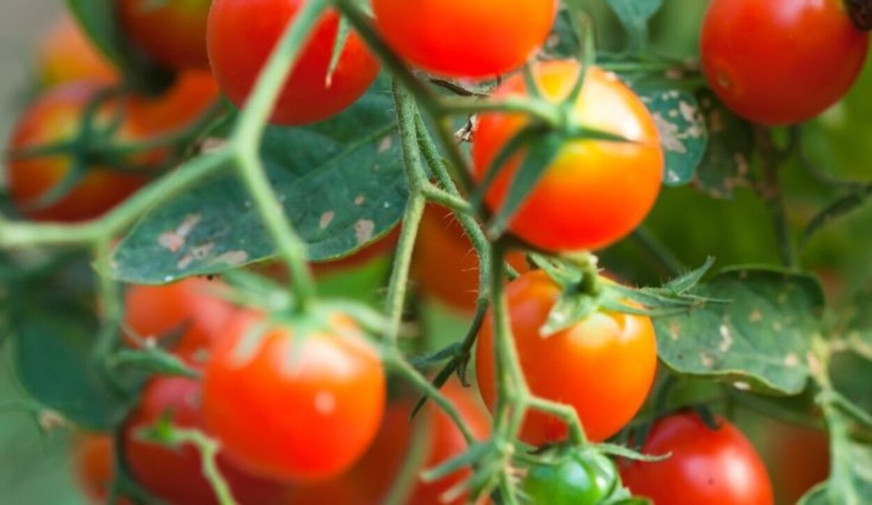 Las propiedades de las hojas de los tomates también sirven para ahuyentar las plagas