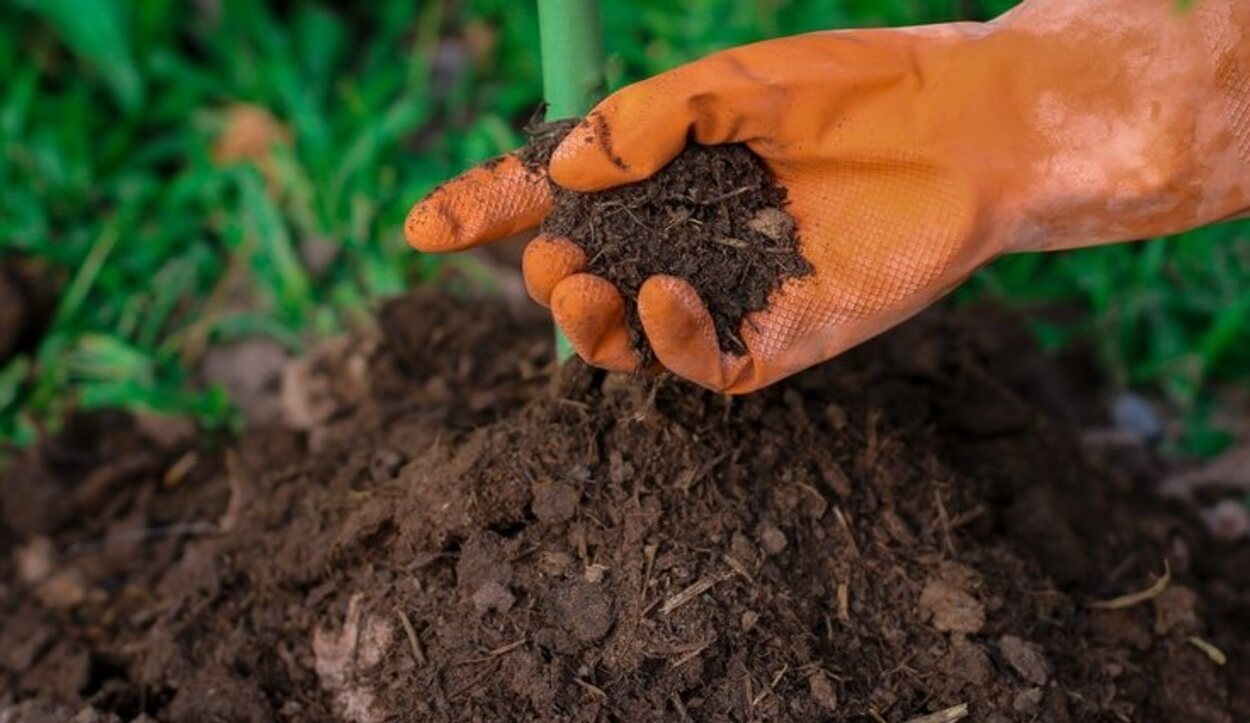 Para prevenir plagas en tus plantas es aconsejable usar abono orgánico