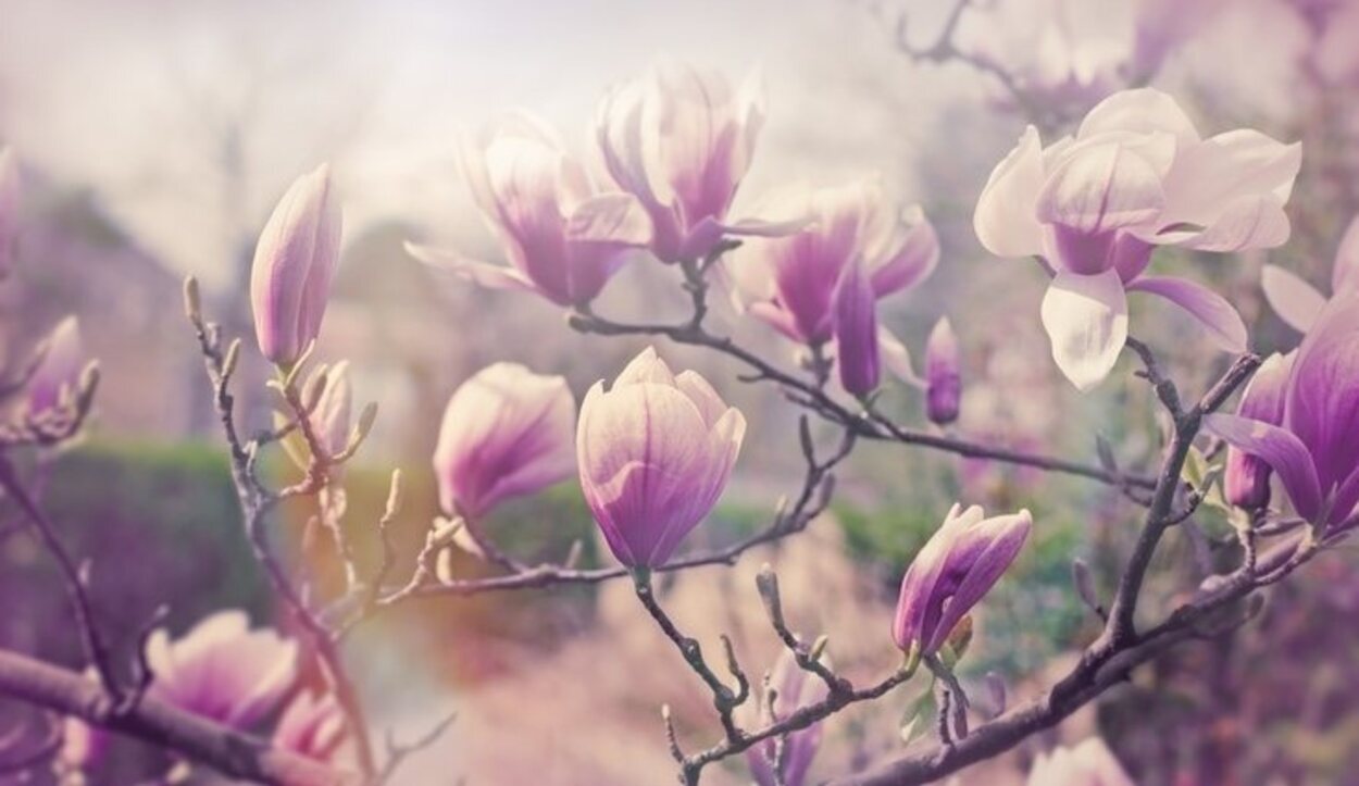 Los magnolios son uno de los árboles más bonitos por sus perfumadas y enormes flores