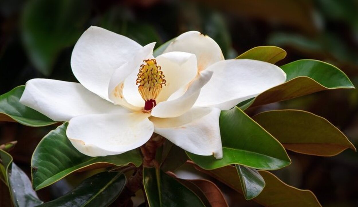 Es importante que el magnolio esté constantemente en el sol