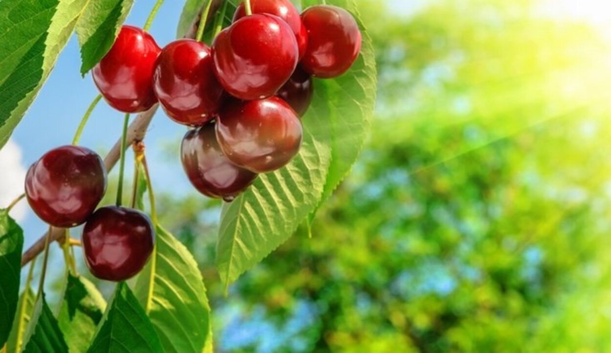 Las cerezas son una de las frutas más ricas y saludables