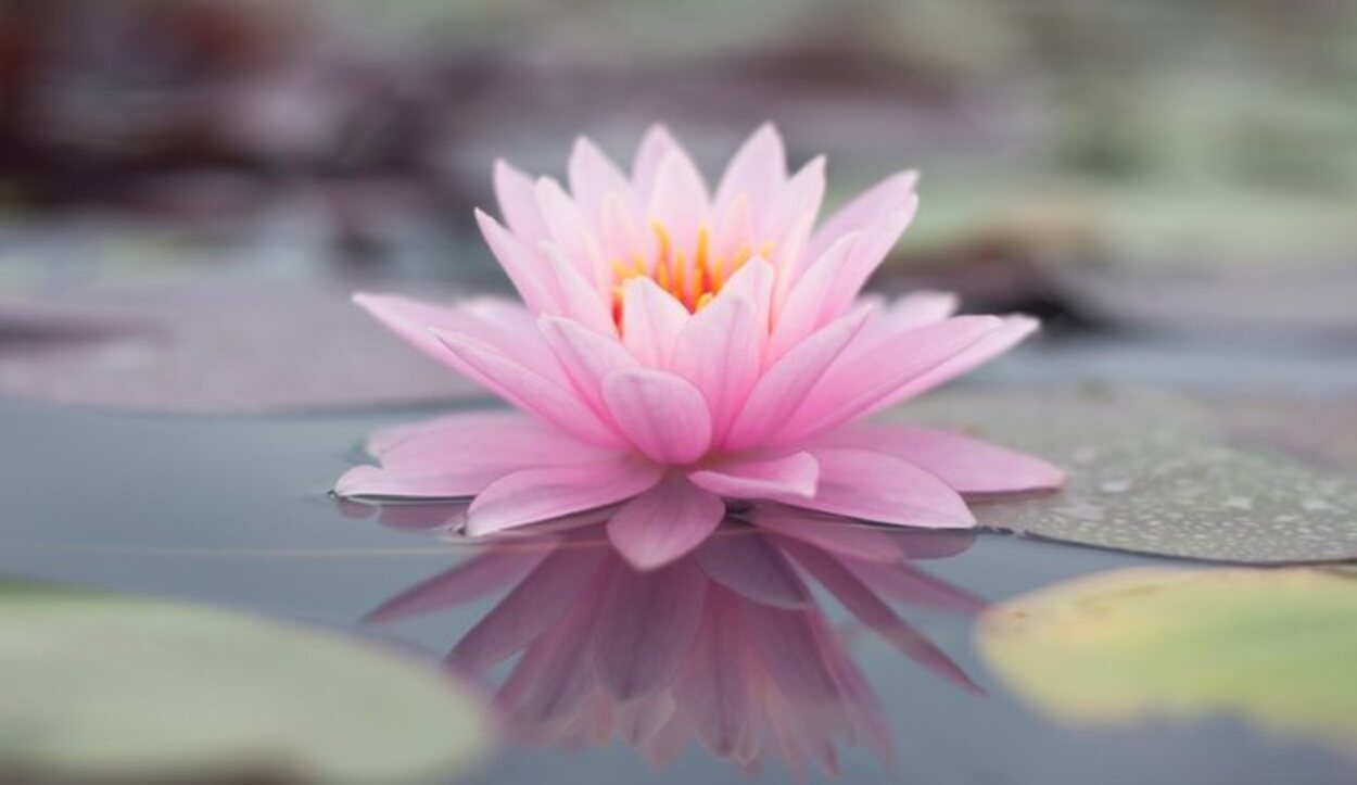 La flor de loto es una de las más hermosas para admirar