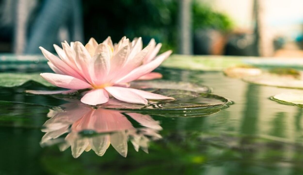 La flor de loto no necesita demasiados cuidados, por lo que es fácil ocuparse de ella