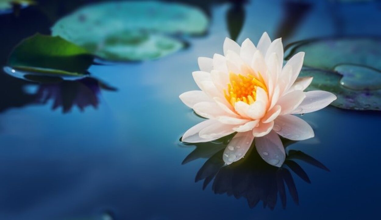 La flor de loto es muy importante dentro del budismo