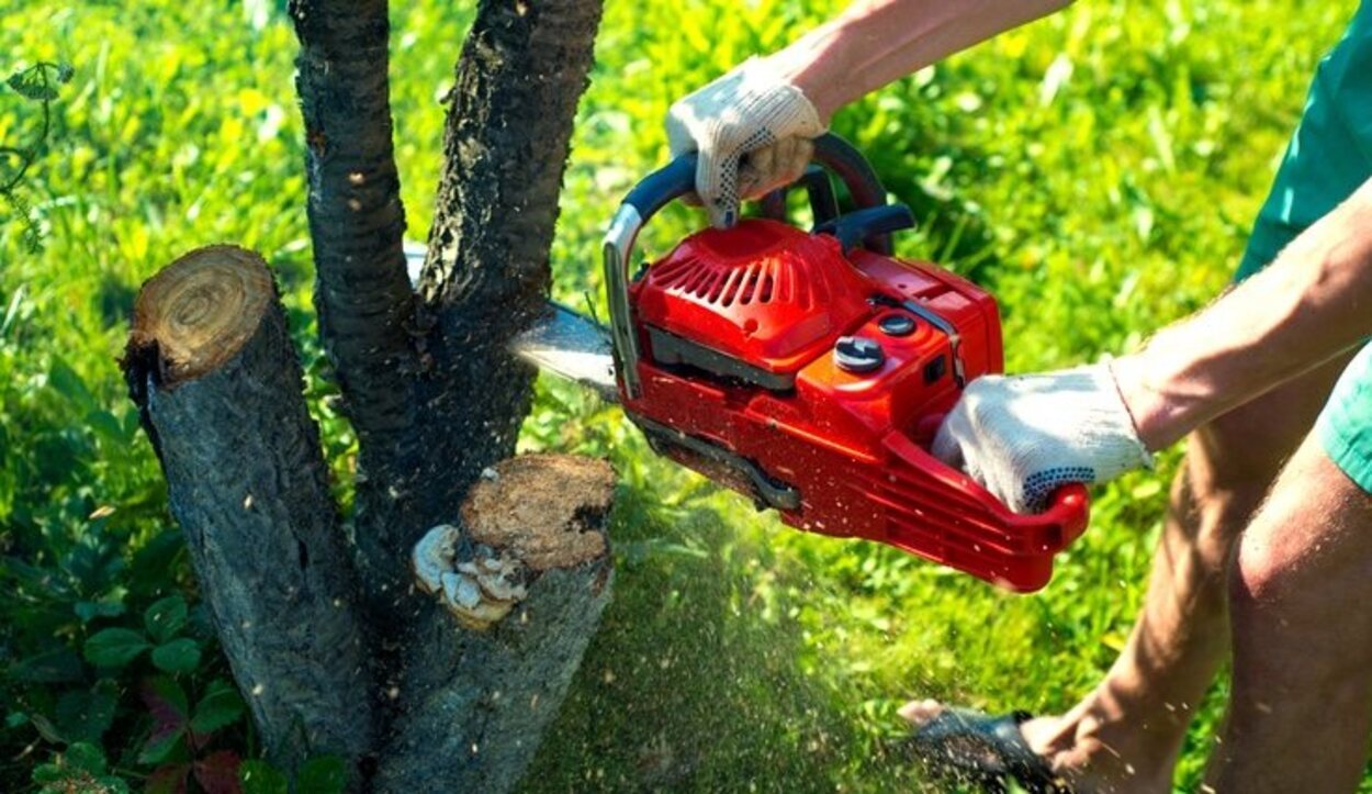 Es importante consultar la herramienta adecuada para cortar cada árbo