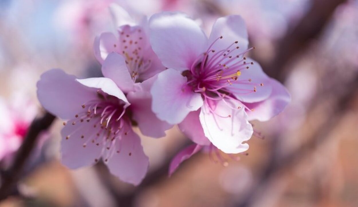 La flor del melocotonero recuerda a la de cerezo o el almendro