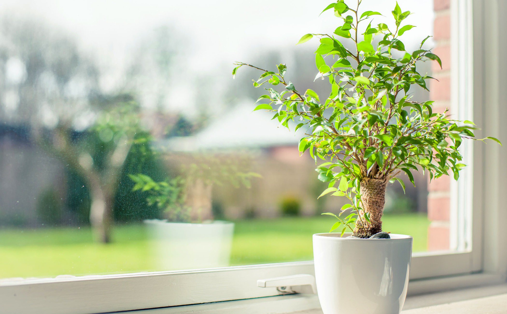 Cómo cuidar plantas de interior - Bekia Hogar