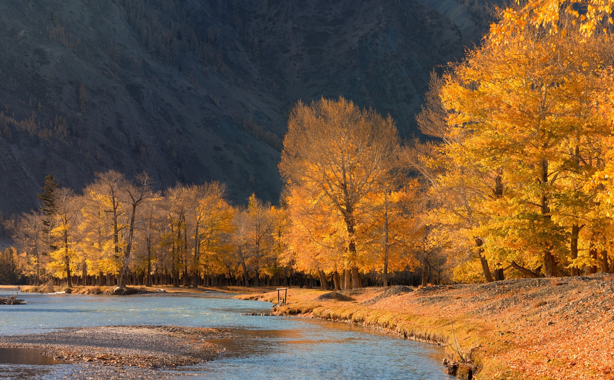 Árboles de otoño - Bekia Hogar