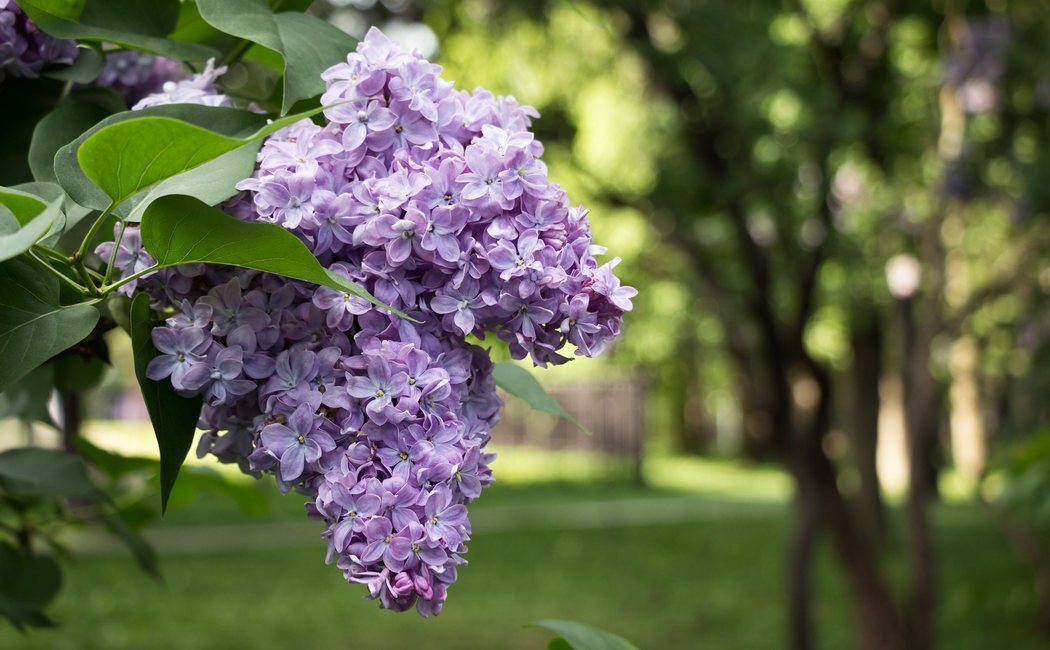 Cómo cuidar lilas en tu jardín: descúbrelo todo sobre esta planta de potente aroma