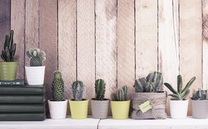Cactus decorativos