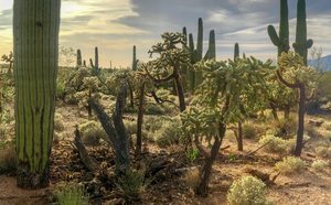 Curiosidades de los cactus