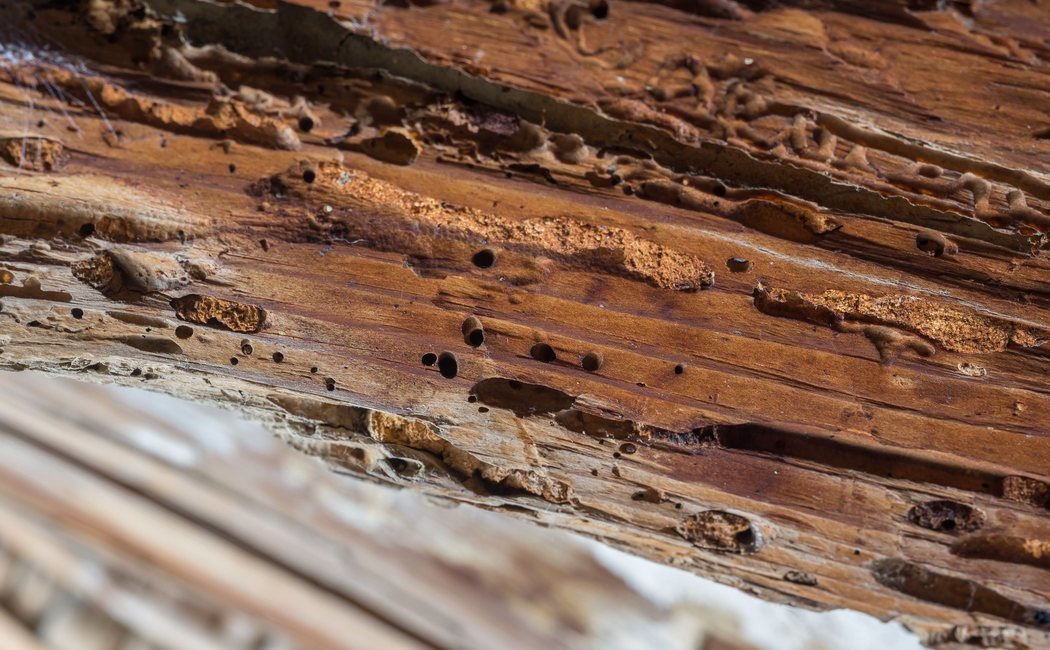 Cómo detectar si tu madera tiene carcoma