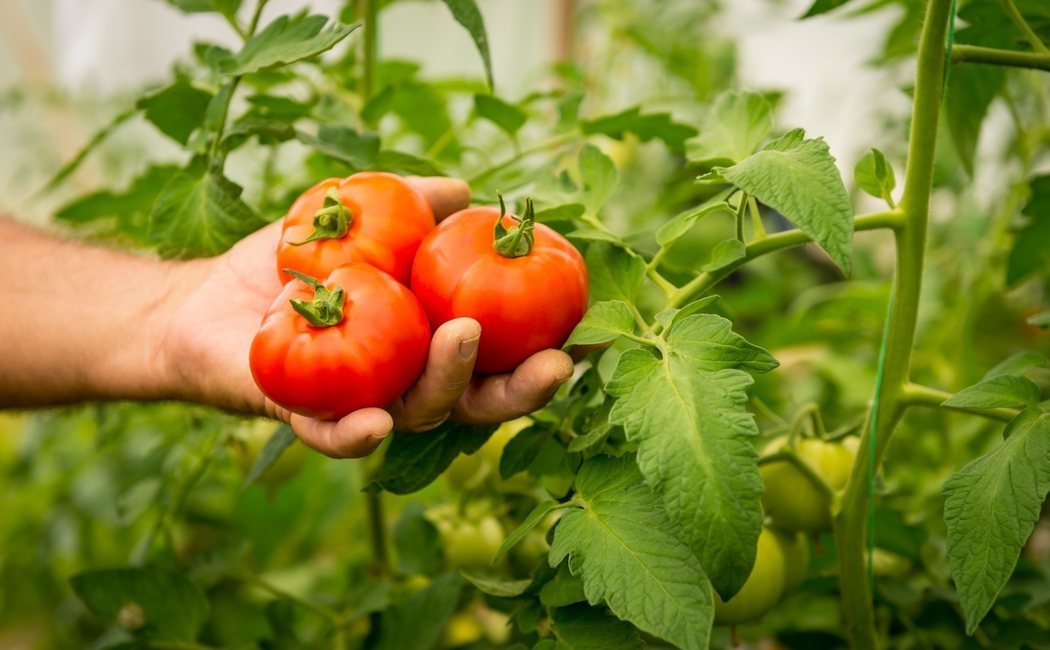 Cuándo plantar tomates